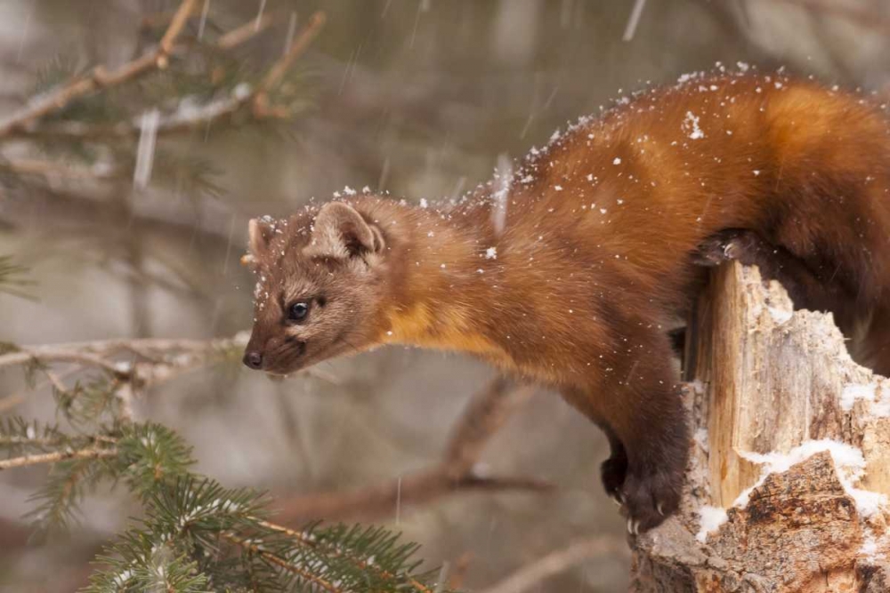 USA, Montana Pine marten, Martes americana